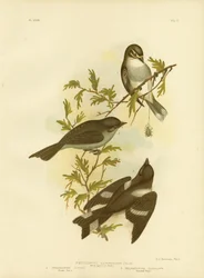 Rougegorge à sourcils blancs, 1891